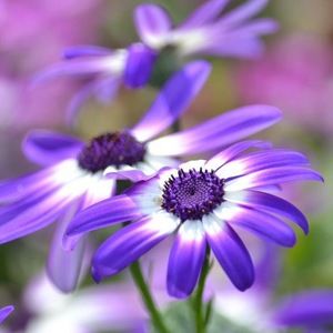 Meet your Posher, Sonia